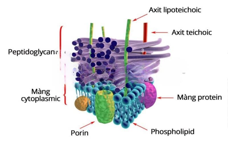 vi khuẩn kháng thuốc kháng sinh theo cơ chế