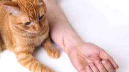 Dấu hiệu bệnh dại khi bị mèo cào