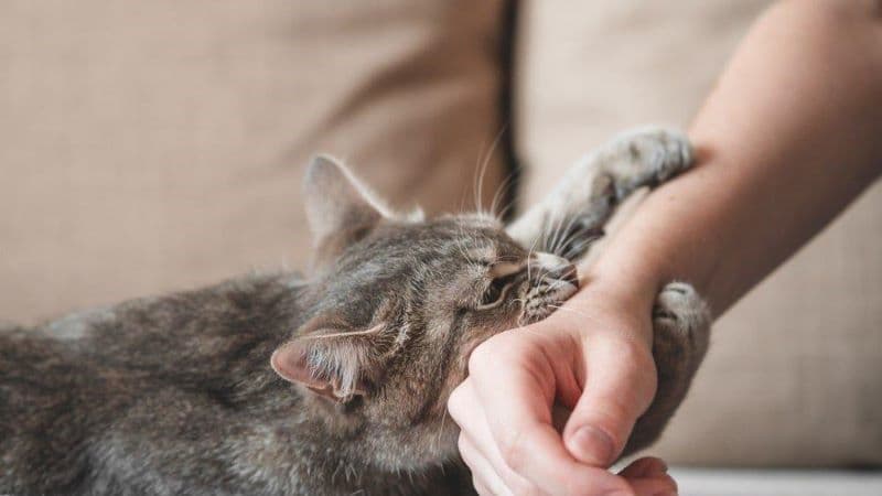 dấu hiệu bệnh dại khi bị mèo cào