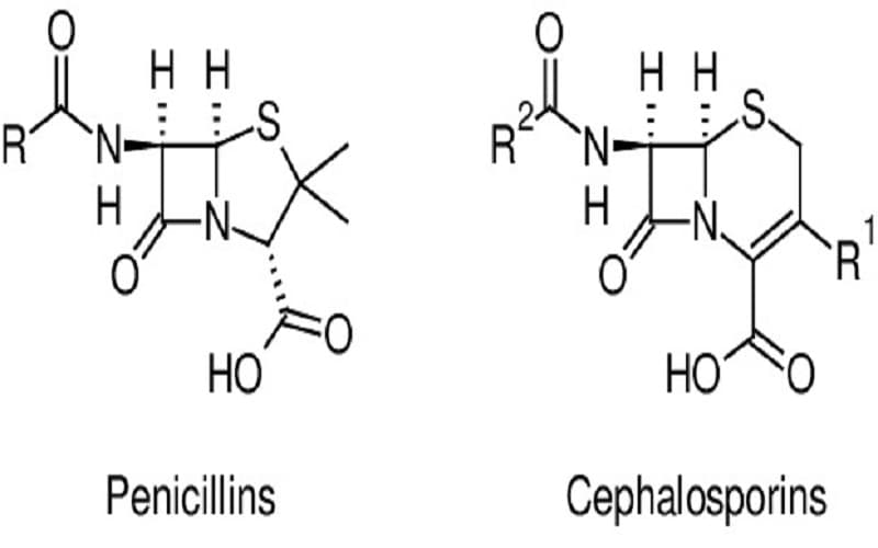 dị ứng chéo giữa penicillin và cephalosporin