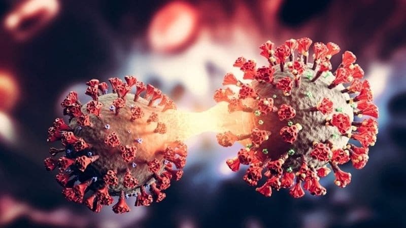 Dịch Nipah có giống với COVID-19 không?