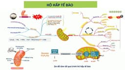 Vì sao glucose cần cho quá trình hô hấp tế bào?