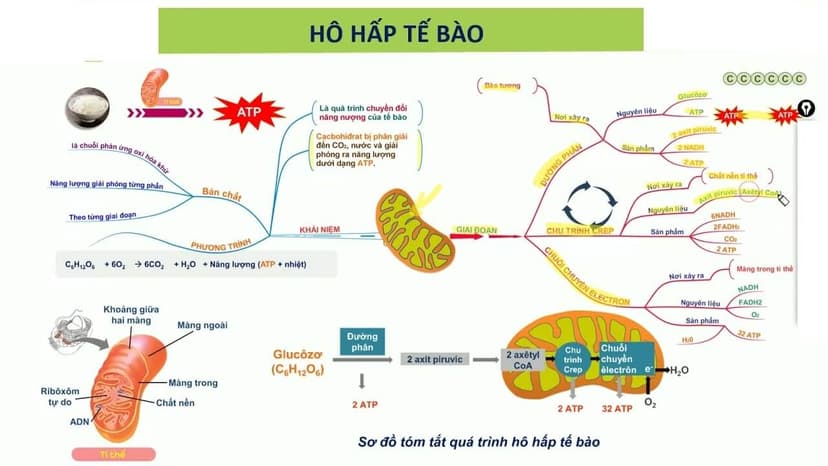 Vì sao glucose cần cho quá trình hô hấp tế bào?