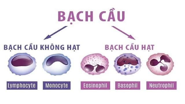Chỉ số gran trong xét nghiệm máu cao cho biết điều gì?