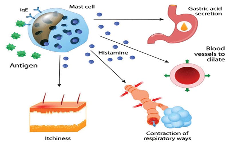 thuốc kháng histamin h1 thế hệ 1