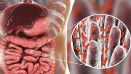 Các thuốc kháng sinh đường ruột cho người lớn