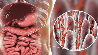 Các thuốc kháng sinh đường ruột cho người lớn