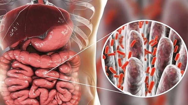 Các thuốc kháng sinh đường ruột cho người lớn