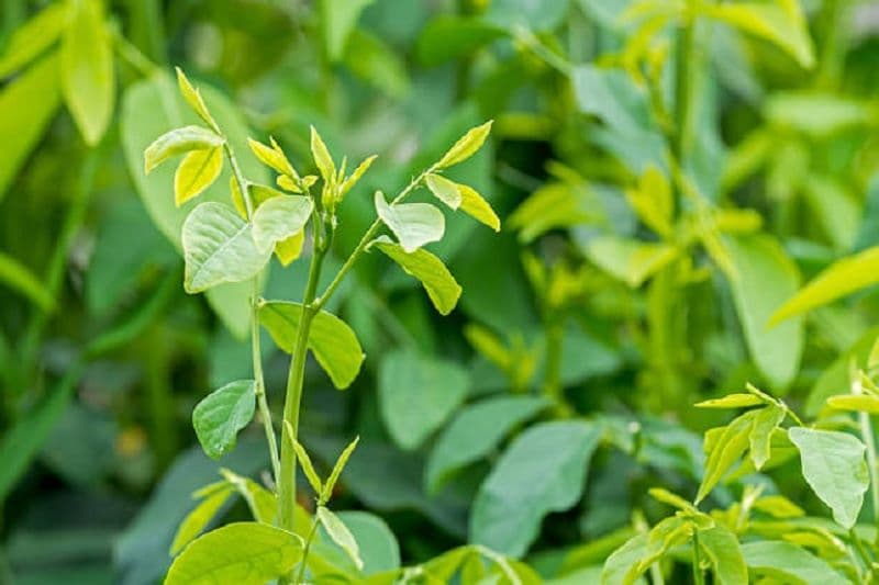 suy thận có ăn được rau ngót không