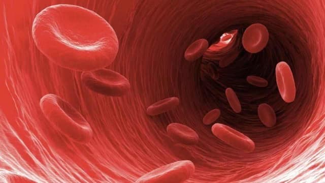 Nhiễm trùng máu suy đa tạng là gì?