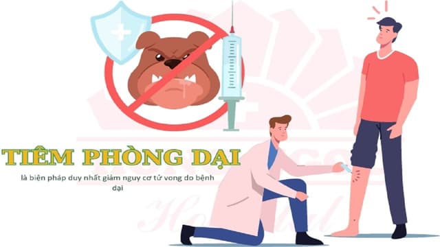 Cách phòng bệnh dại trước và sau tiếp xúc