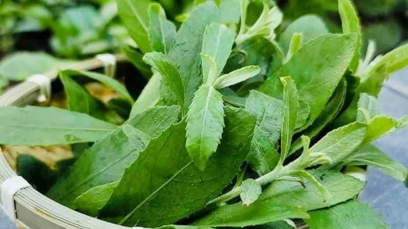 trị cảm cúm bằng phương pháp dân gian