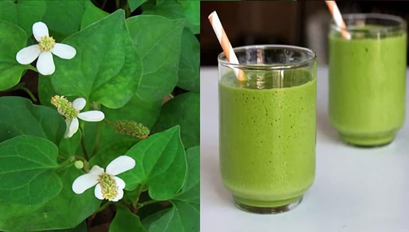 người suy thận có ăn được rau diếp cá không