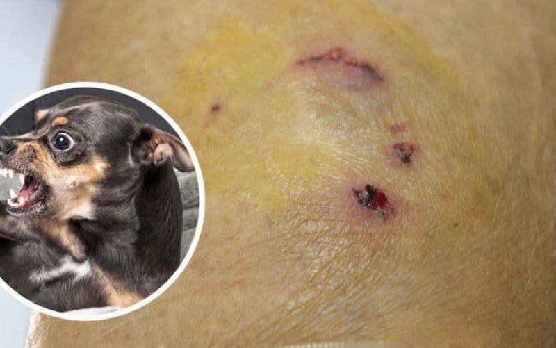 chó cắn vệ sinh như thế nào