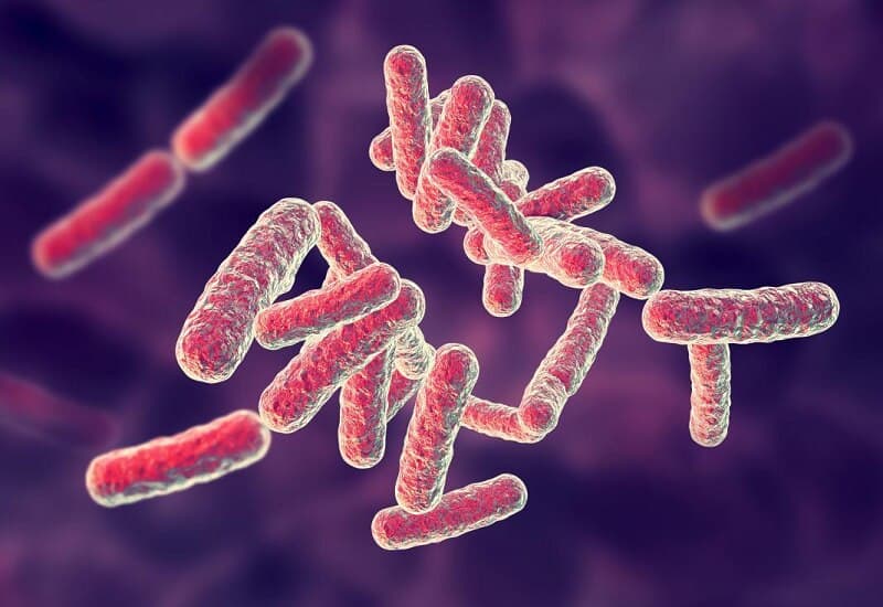 sốt nhiễm trùng máu