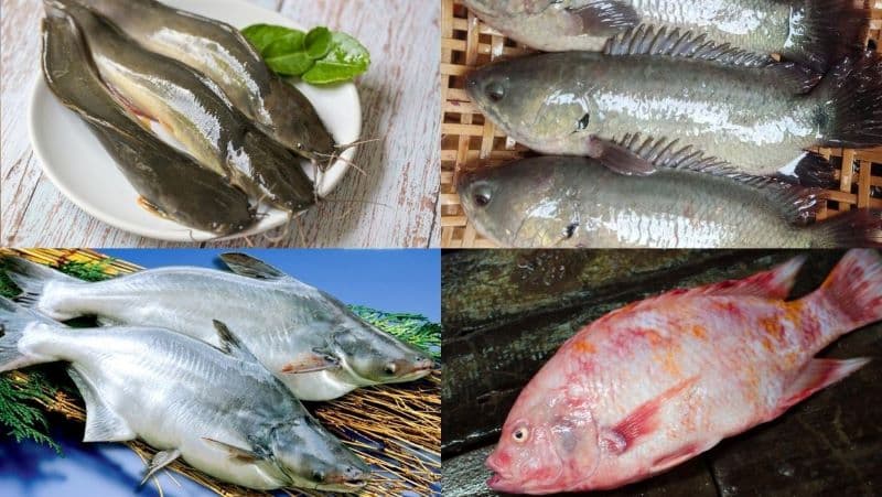 suy thận ăn cá được không