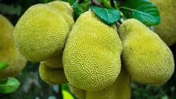 Bị suy thận ăn mít được không?