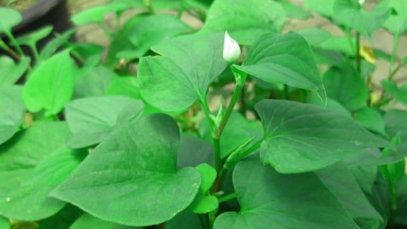 người suy thận có ăn được rau diếp cá không