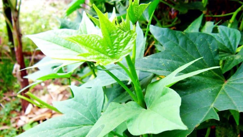 suy thận có ăn được rau lang không