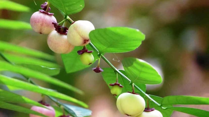 Bị suy thận có ăn được rau ngót không?