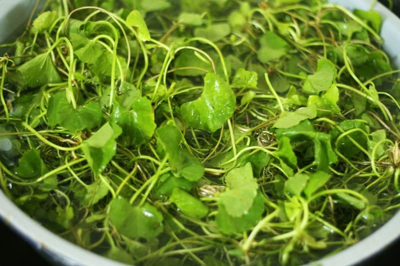 suy thận ăn rau má được không