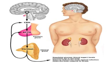 Suy thượng thận do tuyến yên