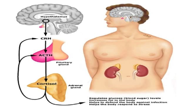 Suy thượng thận do tuyến yên