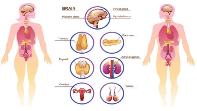Bị suy tuyến yên có con được không?