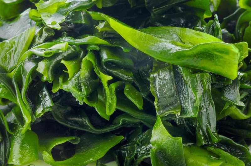 u tuyến giáp có uống được tảo biển không