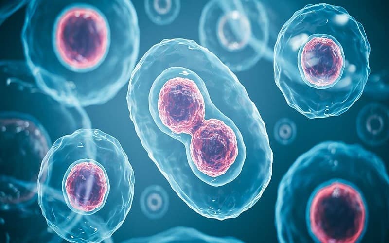 tăng sinh tế bào là gì