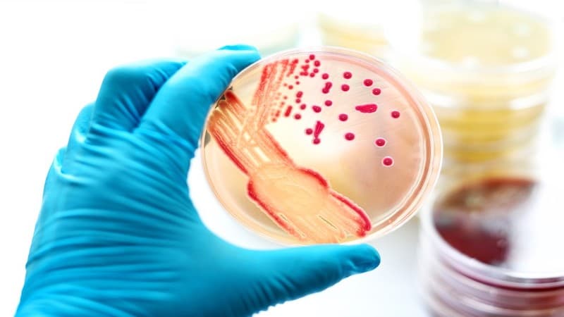 thời gian ủ bệnh nhiễm trùng máu