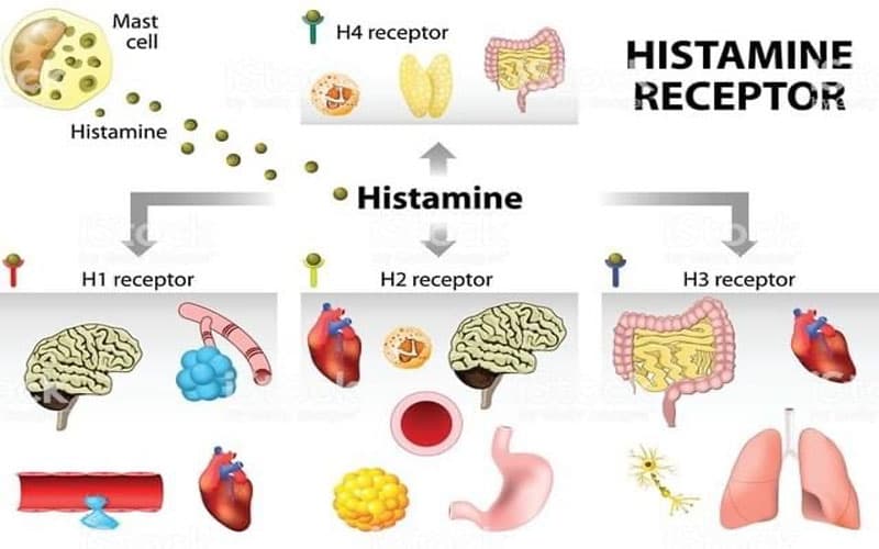 thuốc kháng histamin h1