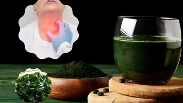 U tuyến giáp có uống được tảo biển không?