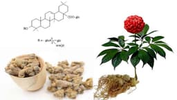 Uống tam thất có tiêu u tuyến giáp không?