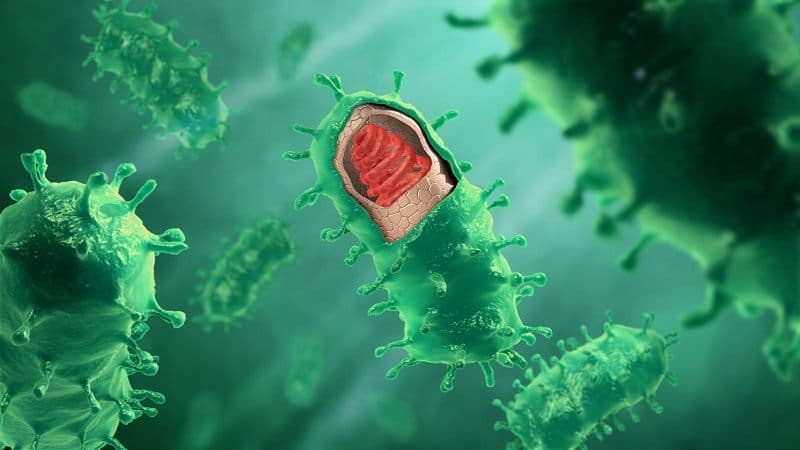 virus dại sống bao lâu ngoài không khí