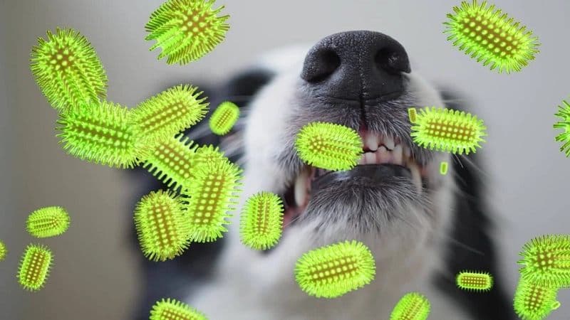 virus dại sống bao lâu ngoài không khí