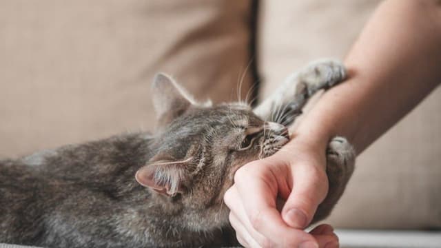 Virus dại ủ bệnh bao lâu thì phát bệnh?