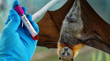 Nguồn gốc virus Nipah Ấn Độ, lây qua đường nào?