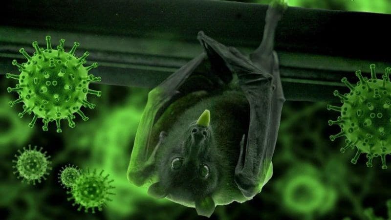 Đặc tính virus Nipah, độc lực cao thế nào?