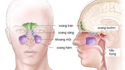 Xoang mũi có chức năng gì trong hệ hô hấp?