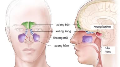 Xoang mũi có chức năng gì trong hệ hô hấp?