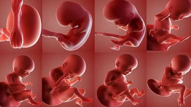 Độ mờ da gáy có tăng theo tuổi thai không?