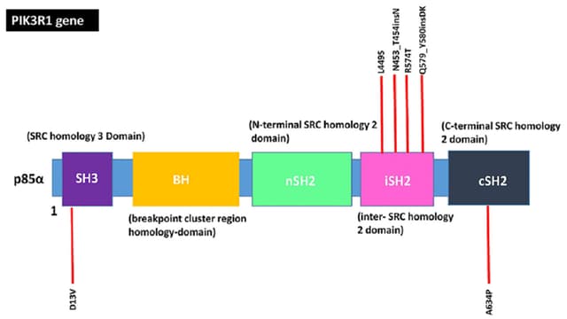 Đột biến gen PIK3R1 hay gặp ở ung thư nào?