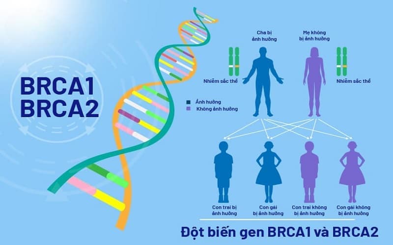 đột biến gen brca1 và brca2