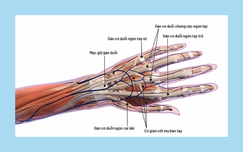 giải phẫu gân duỗi cổ tay