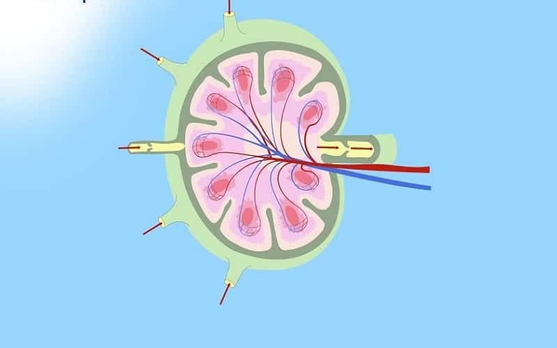 hình ảnh siêu âm hạch lành tính