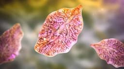 Hình ảnh trứng sán lá gan lớn dưới kính hiển vi