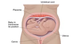Ngôi thai chưa cố định là gì và những điều cần lưu ý