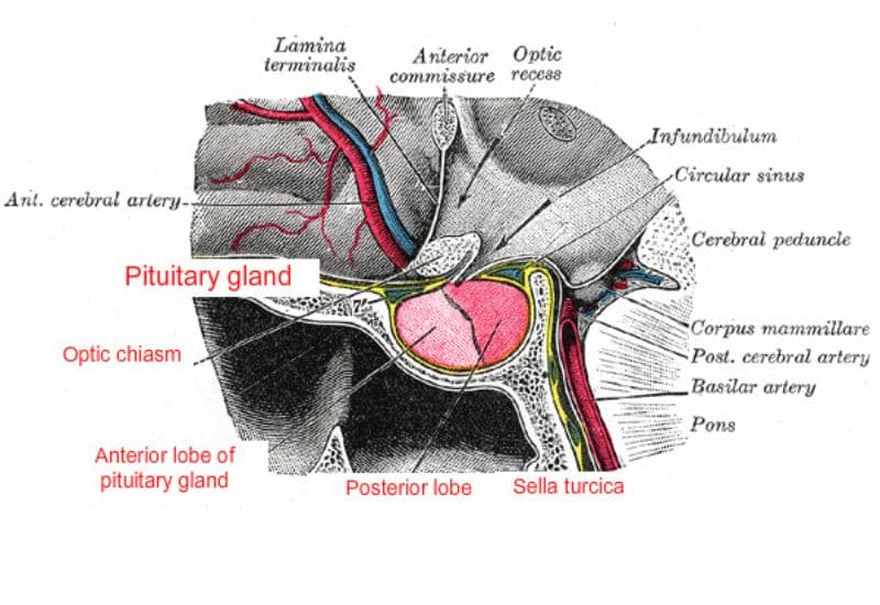 suy tuyến yên sau đẻ