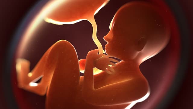 Xương mũi ngắn so với tuổi thai có đáng lo?